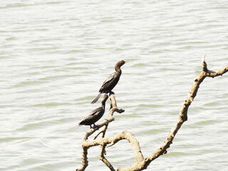 wild bird in sri lanka