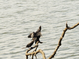wild bird in sri lanka