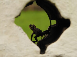 wild lizard in sri lanka