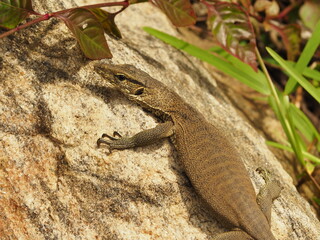 wild monitor in sri lanka
