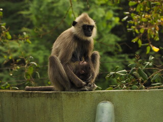 wild monkeys in sri lanka