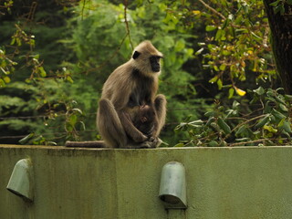 wild monkeys in sri lanka