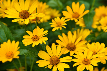 The Asteraceae family. Large yellow flowers. Sunflower.