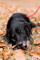 Old black lab