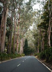 Alley through the woods