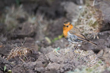A European robin on the ground turning head to look at camera