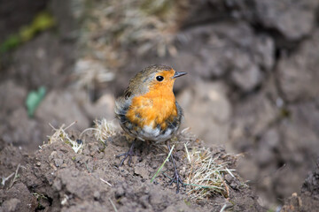 A European robin standing on an earth mound looking to one side in a Hertfordshire garden