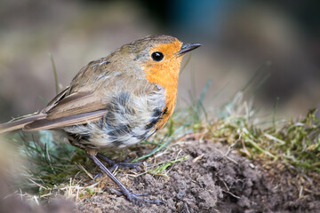 A European Robin on the ground in a garden in England
