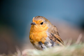 A European robin on the ground in England