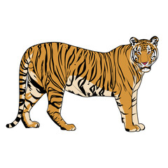Royal_Bengal_Tiger