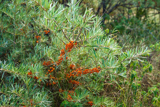 Sea bucktorn fruits on the branches with green leaves in autumn near the lake Sevan coast.