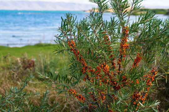 Sea bucktorn fruits on the branches with green leaves in autumn near the lake Sevan coast.