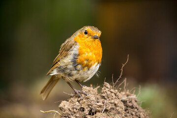 A European robin looking standing on an earth mound in Hertfordshire
