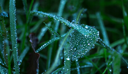 morning water drops on a grass