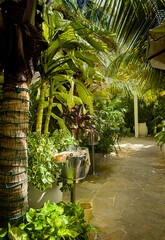 View of a path going through a green tunnel made of tropical vegetation in Grand Cayman - 702836897