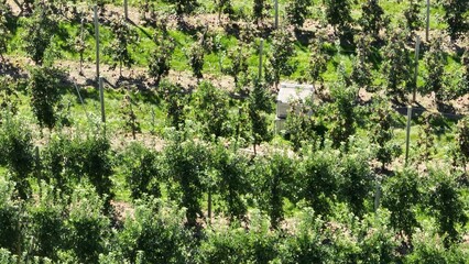 Beautiful green countryside landscape with Apple farm growing in New York State in summer season under blue sky