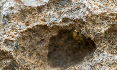 close up of tiny sea creature resting on a rock