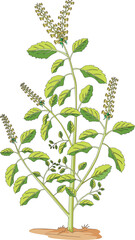 Basil plant isolated on white background