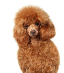 Poodle puppy portrait on a white background