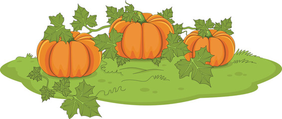 Pumpkin plant isolated on white background