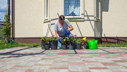 A female gardener near the cottage takes care of potted flowers on a sunny summer day. Concept...
