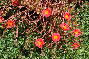 flor onze horas desabrochadas 