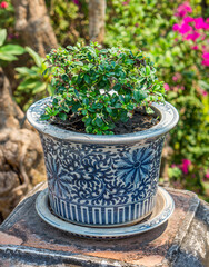 Carmona retusa plant in a blue and white ceramic flowerpot. It is flowering plant and also known as Fukien tea tree or Philippine tea tree.