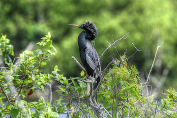 Anhinga resting in St. Andrews State Park