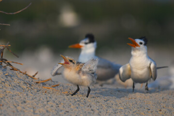 Baby Royal Tern waiting to be fed
