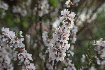 cherry blossom