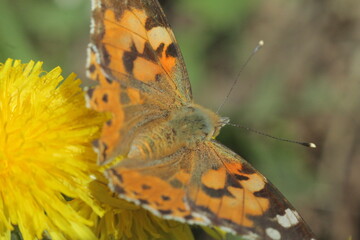 butterfly on flower