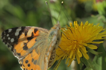 butterfly on flower