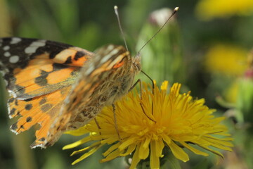 butterfly on flower