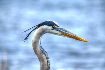 great blue heron head shot
