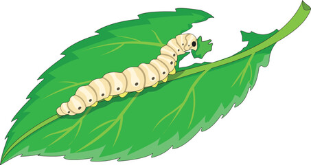 Silkworm isolated on white background