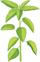 A small plant vector illustration