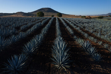Campo de agave Tequilana wever con el que se produce tequila durante el amanecer a vista del...