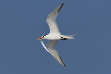 Obraz premium Royal tern with fish Jacksonville, Fl