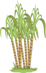 Sugarcane plant isolated on white background