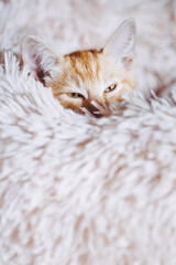Portrait d'un mignon petit bébé chaton tigré roux à la maison	