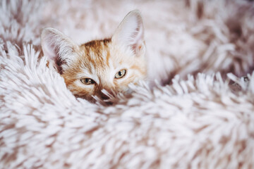 Portrait d'un mignon petit bébé chaton tigré roux à la maison	 - 702846261
