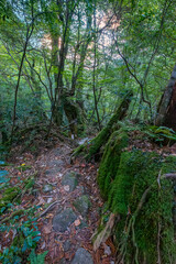 Shiratani Unsuikyo Ravine Trail, Yakushima, Japan