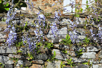 Blooming wisteria in sunny September