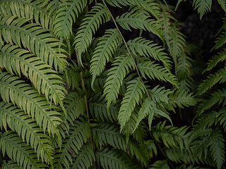 Fototapeta na wymiar Tree fern branches in the forest