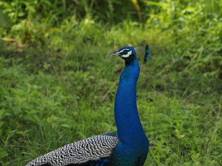 Obraz premium wild peacock in sri lanka