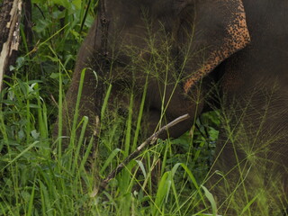 Fototapeta na wymiar wild elephants in sri lanka