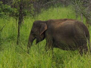wild elephants in sri lanka