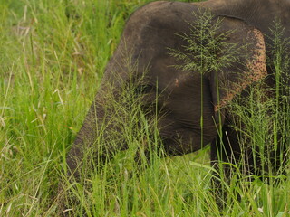 wild elephants in sri lanka