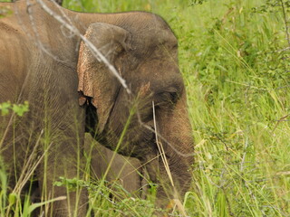 wild elephants in sri lanka
