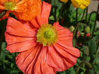 red poppy flower